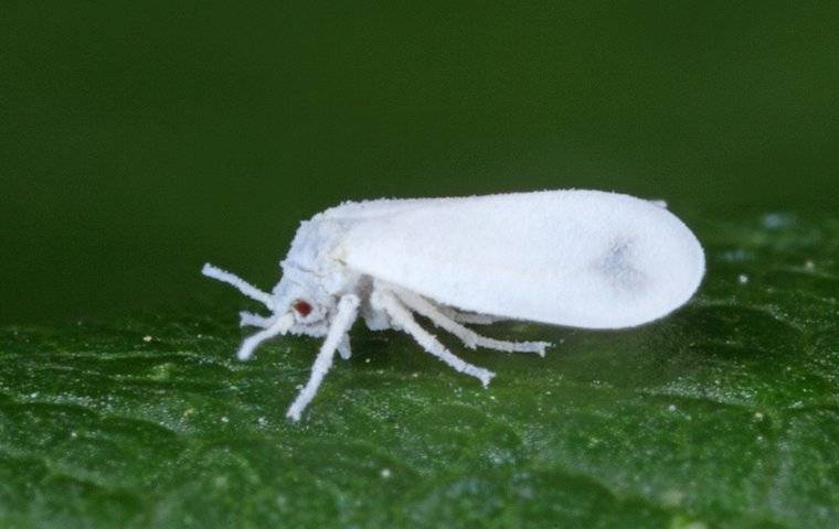 a white fly up close
