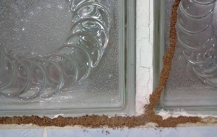 mud tubes on a window in a home