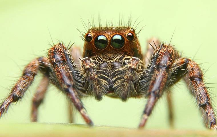 up close image of a jumping spider in a home