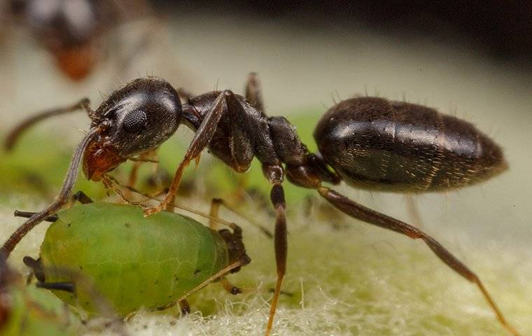 white-footed ant on a leaf