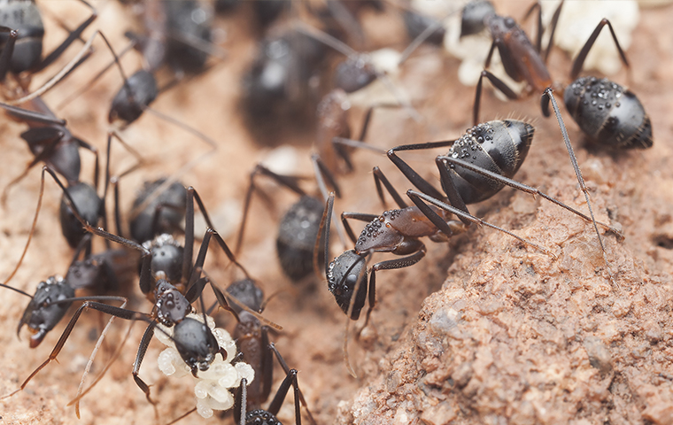 carpenter ants crawling on wood in algonac michigan