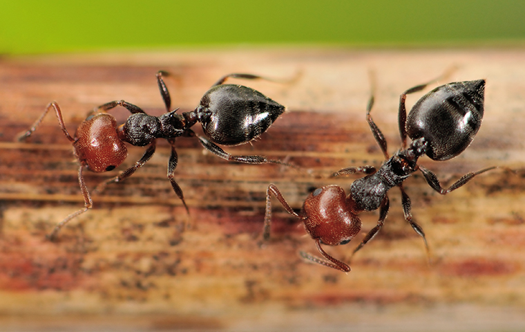 a group of acrobat ants crawling on wood inside a marine city michigan home
