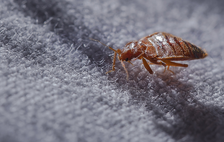 a bed bug crawling on bedsheets in almont michigan