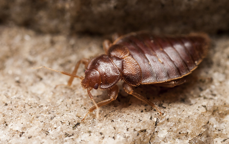 Bed Bug Bites Leave Small Red Welts On Your Skin a bed bug crawling on the ground in port huron michigan