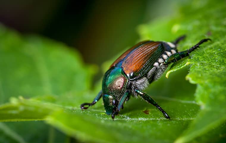 a japanese beetle crawling on a leaf in michigan
