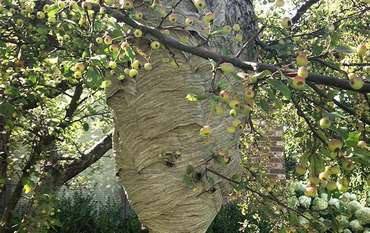 Bald Faced Hornets Sting When They Are Disturbed bald-faced hornets in michigan