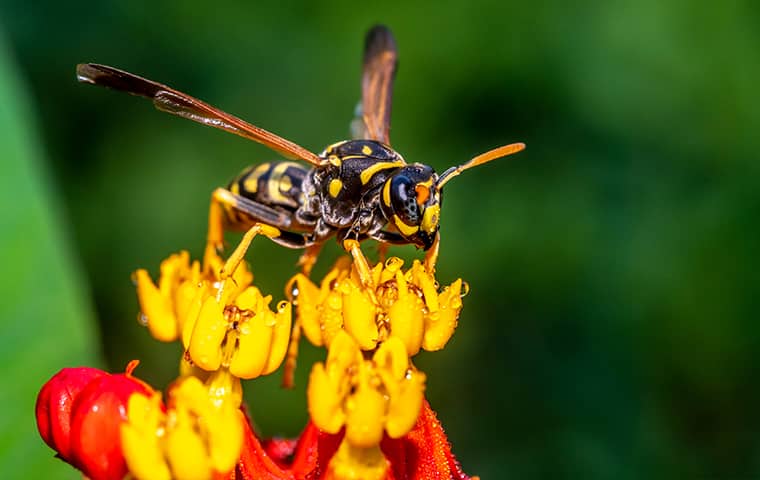 a yellow jacket perched on a flower outside in michigan