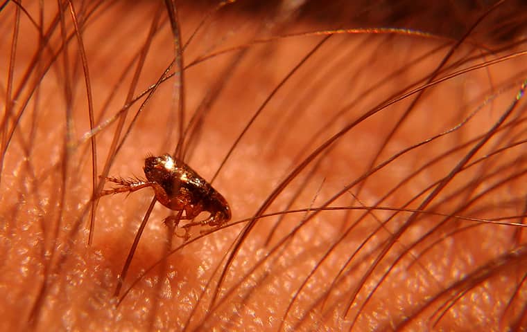 a flea crawling on human skin in port huron michigan