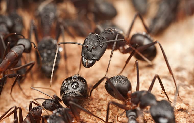 a colony of carpenter ants up close outside in michigan