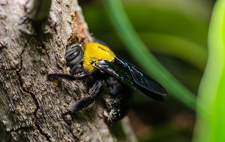 a carpenter bee inside a tree in port huron michican