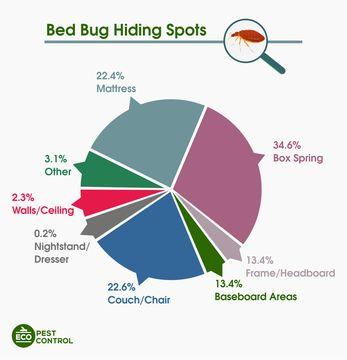 Learn Where Bed Bugs Are Commonly Found bed bug hiding spots circle chart