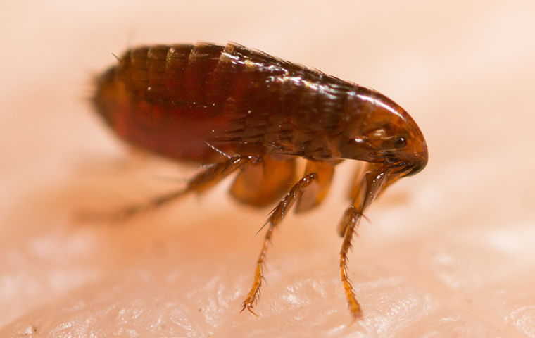a flea up close on human skin in imlay city michigan