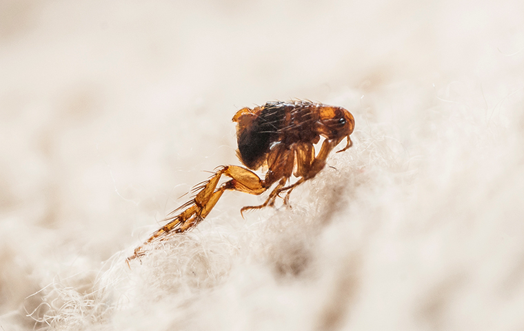 Fleas Are Parasites That Feed On Blood a flea jumping from a dog inside a smiths creek michigan home