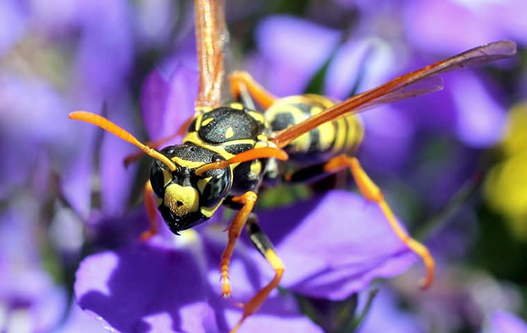 a paper wasp on a purple flower outside in fort gratiot michigan