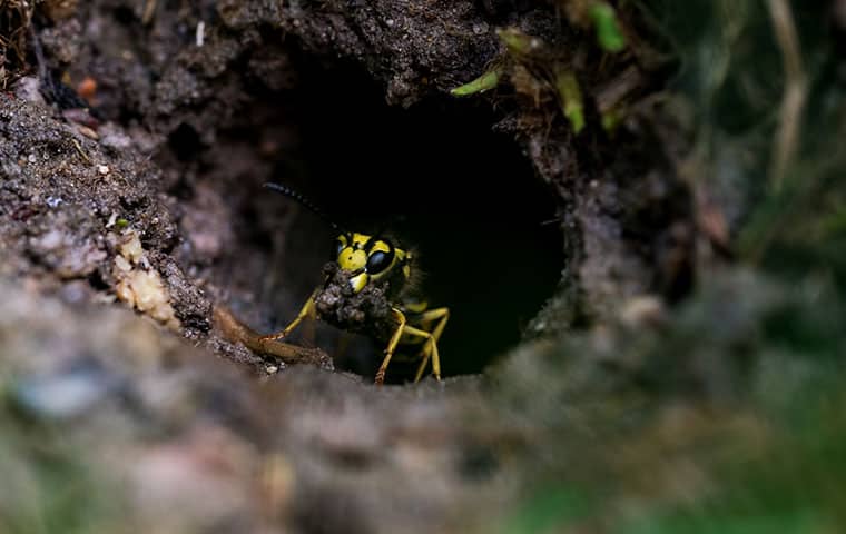 a wasp burrowed outside in memphis michigan