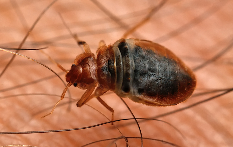 a bed bug crawling on human skin in port huron michigan