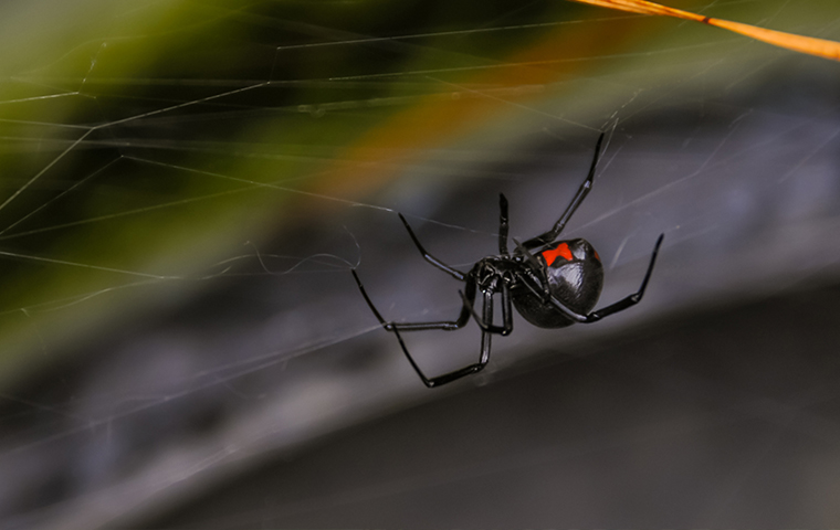 a black widow spider on a web in kimball michigan