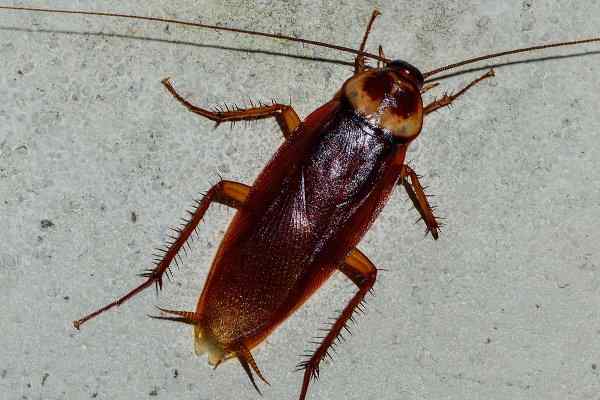 american cockroach on cement floor
