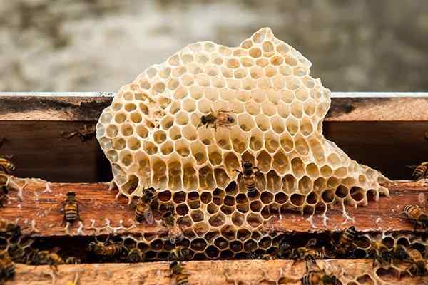 a bee hive outside home