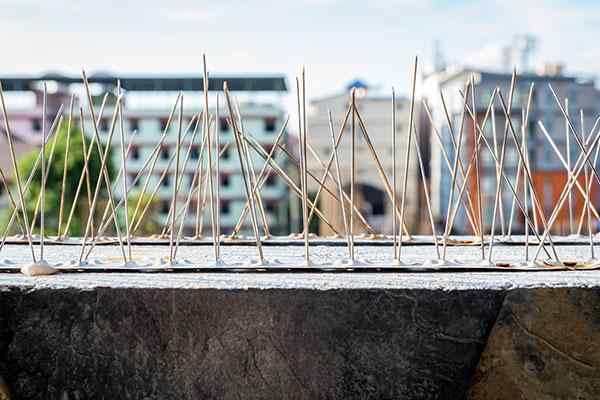 bird spikes on a commercial building