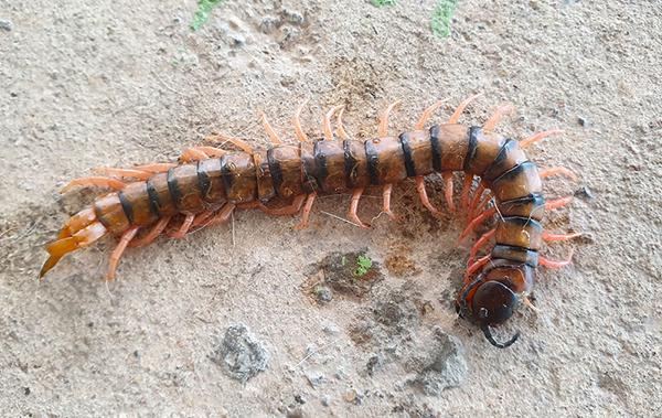 a centipede on cement