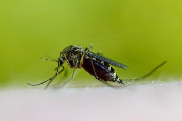 A mosquito biting someone.
