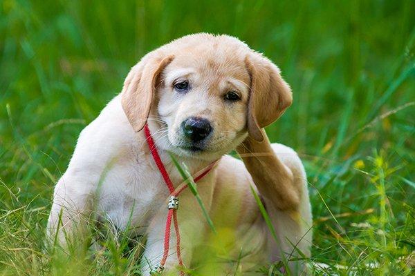 a puppy scratching fleas