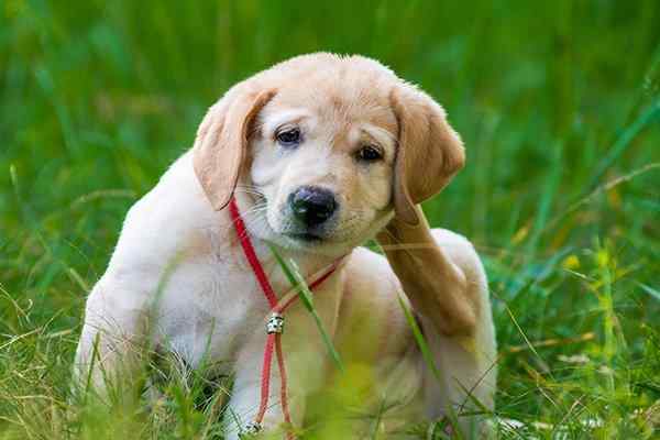 a puppy scratchign fleas
