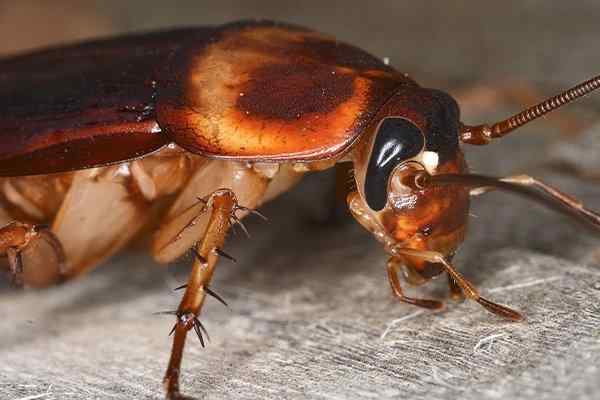 a cockroach crawling on wood