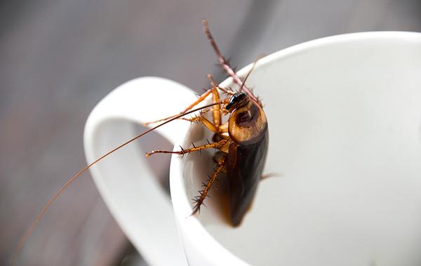 cockroach crawling out of a cup