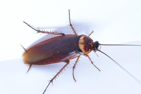 up close image of an american cockroach crawling in a kitchen