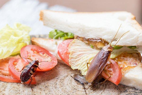 cockroaches on plated food