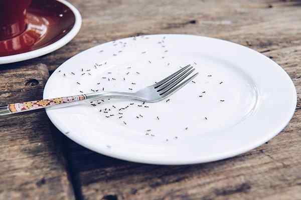 an ant infestation on a plate in  a kitchen