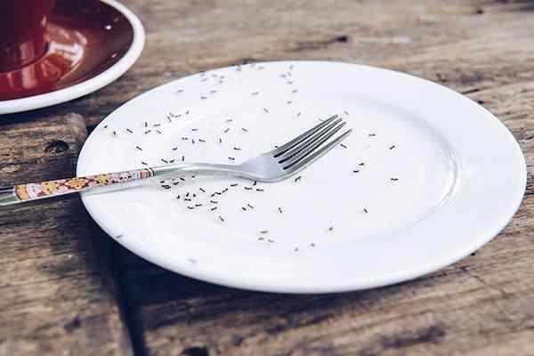 an ant infestation on a plate in a kitchen