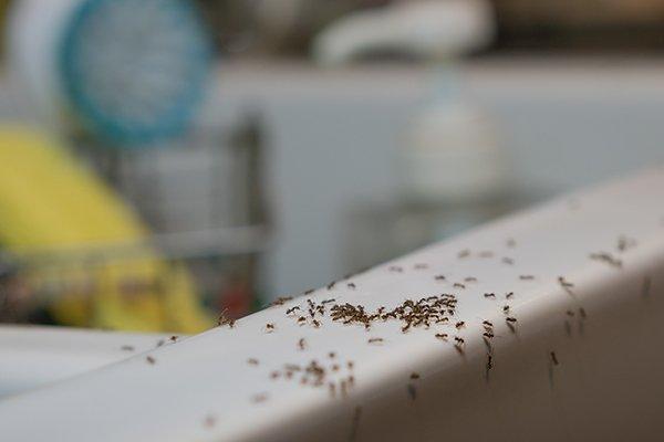ants crawling on a kitchen sink