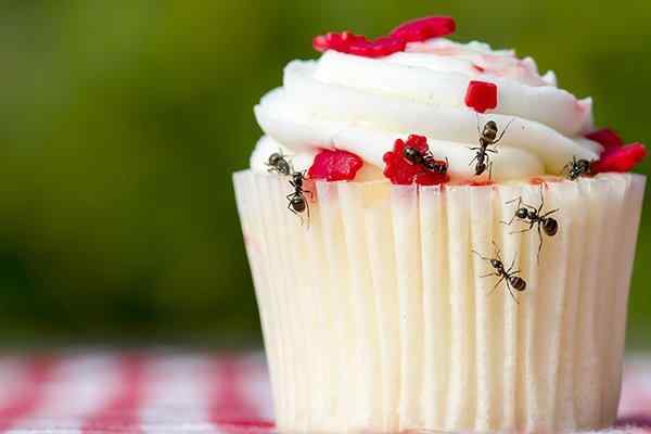 ants crawling on a cupcake