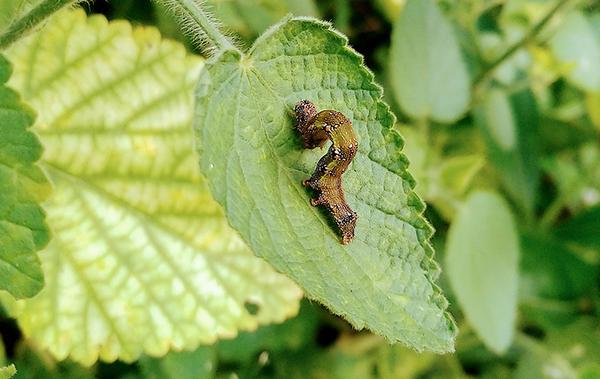 armyworm on a leaf