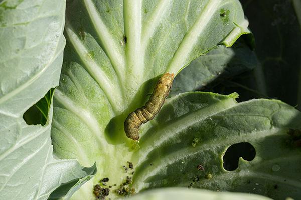 an armyworm crawling on a leaf