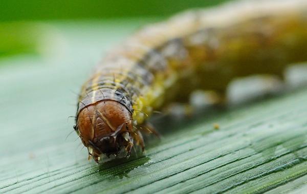 up close image of an armyworm
