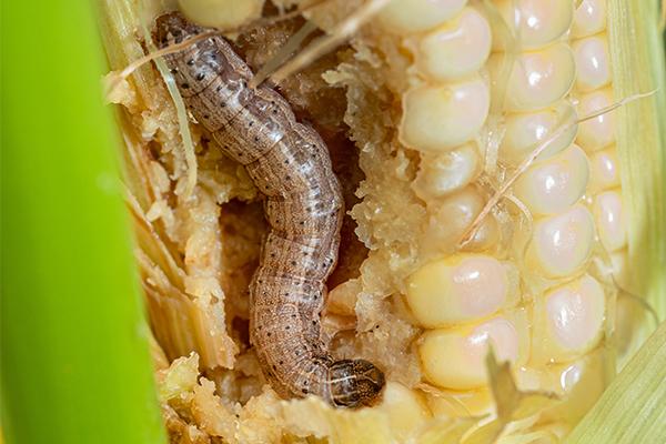 armyworm eating corn