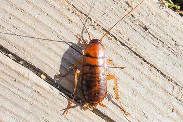 asian cockroach crawling on a wooden deck
