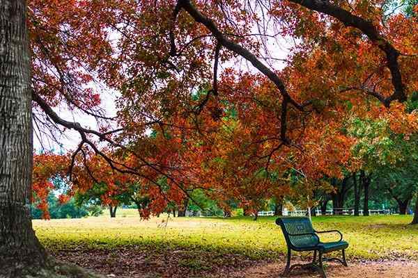 autumn in a texas park