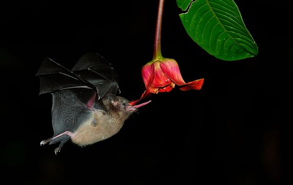 bat flying toward a flower