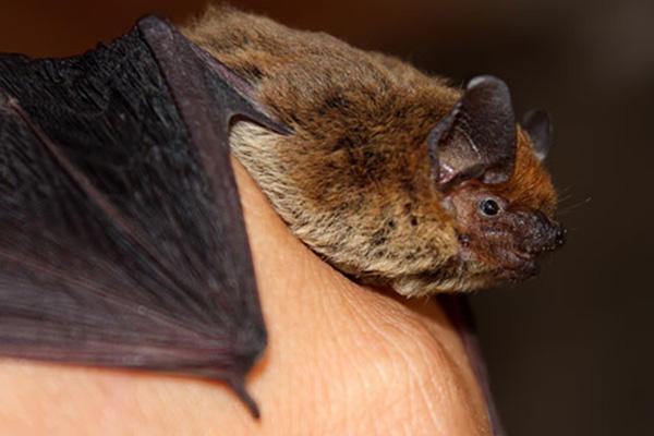 bat on persons hand