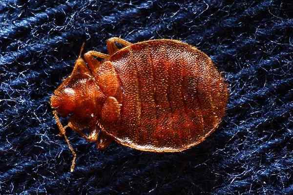 a bed bug crawling on sheets