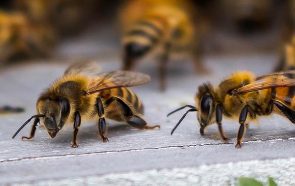 Is That a Honey Bee Hive Around Your Home?