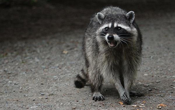 a raccoon with its mouth open