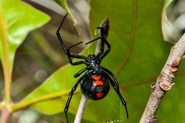 black widow spider in its web