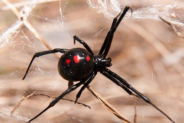 a black widow spider crawling in its web