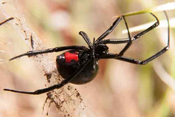 black widow spider hanging in web